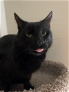adoptable Cat in crandall, TX named French Fry