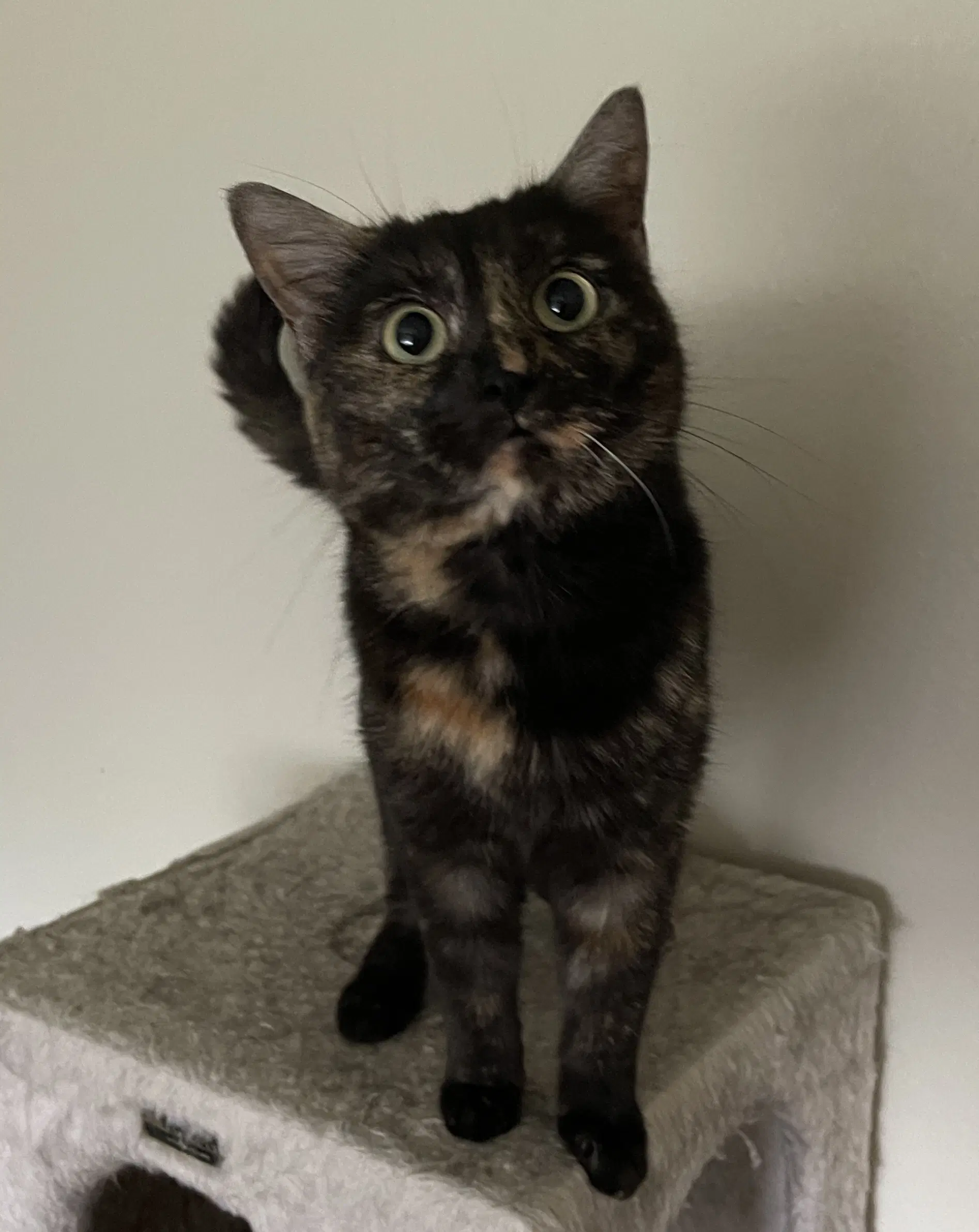 Potato - Domestic Short Hair