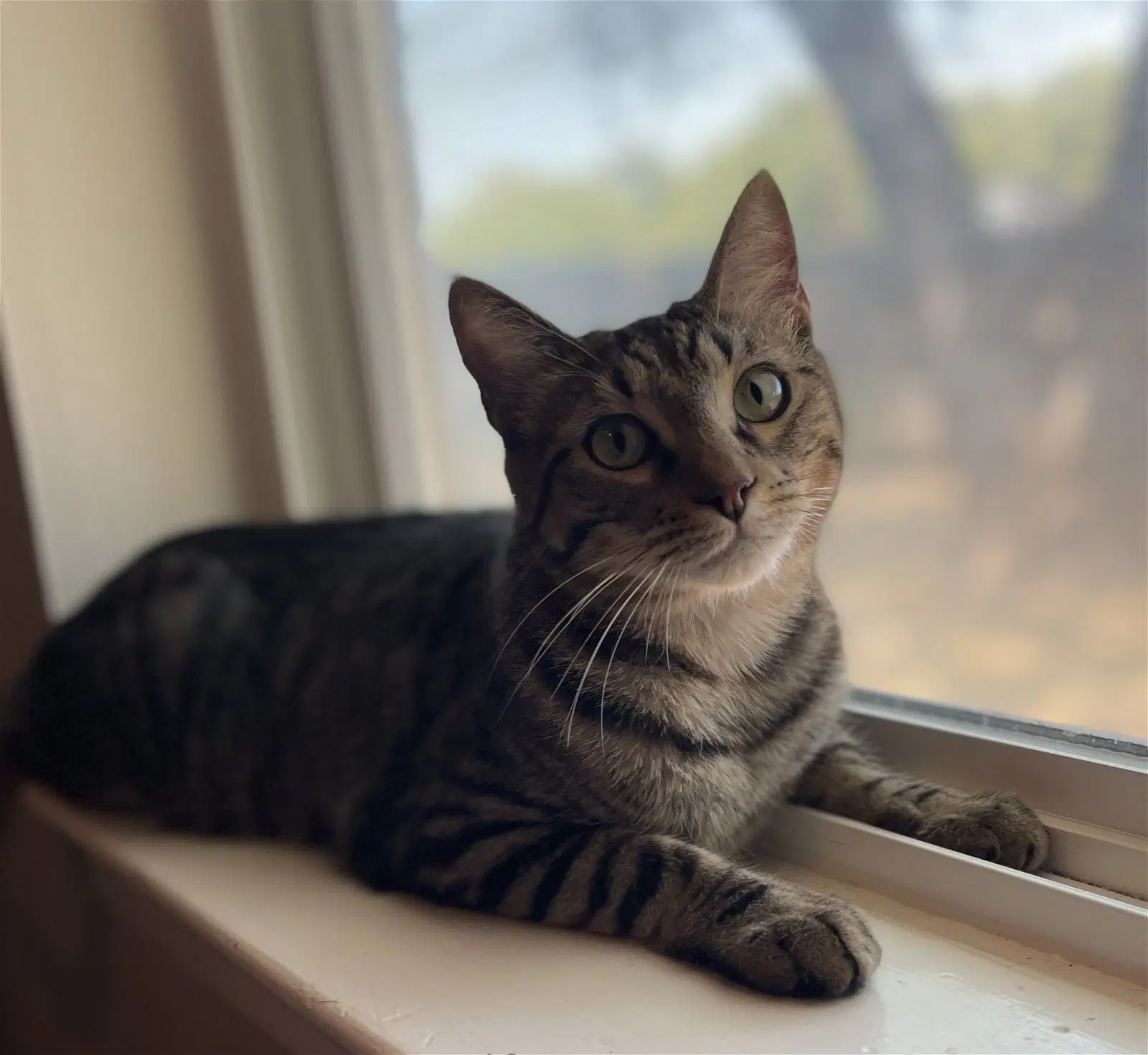 Lalo - Domestic Short Hair