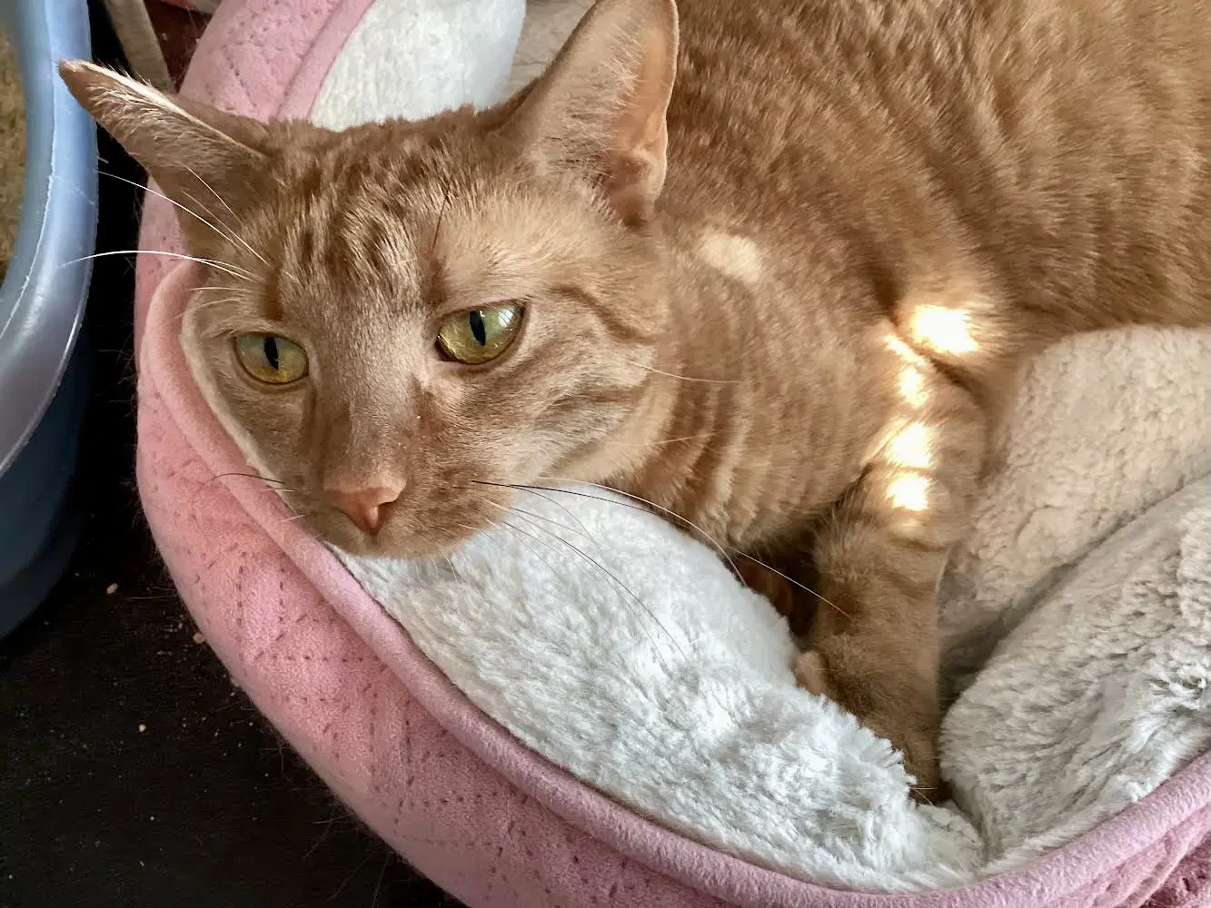 Peaches - Domestic Short Hair