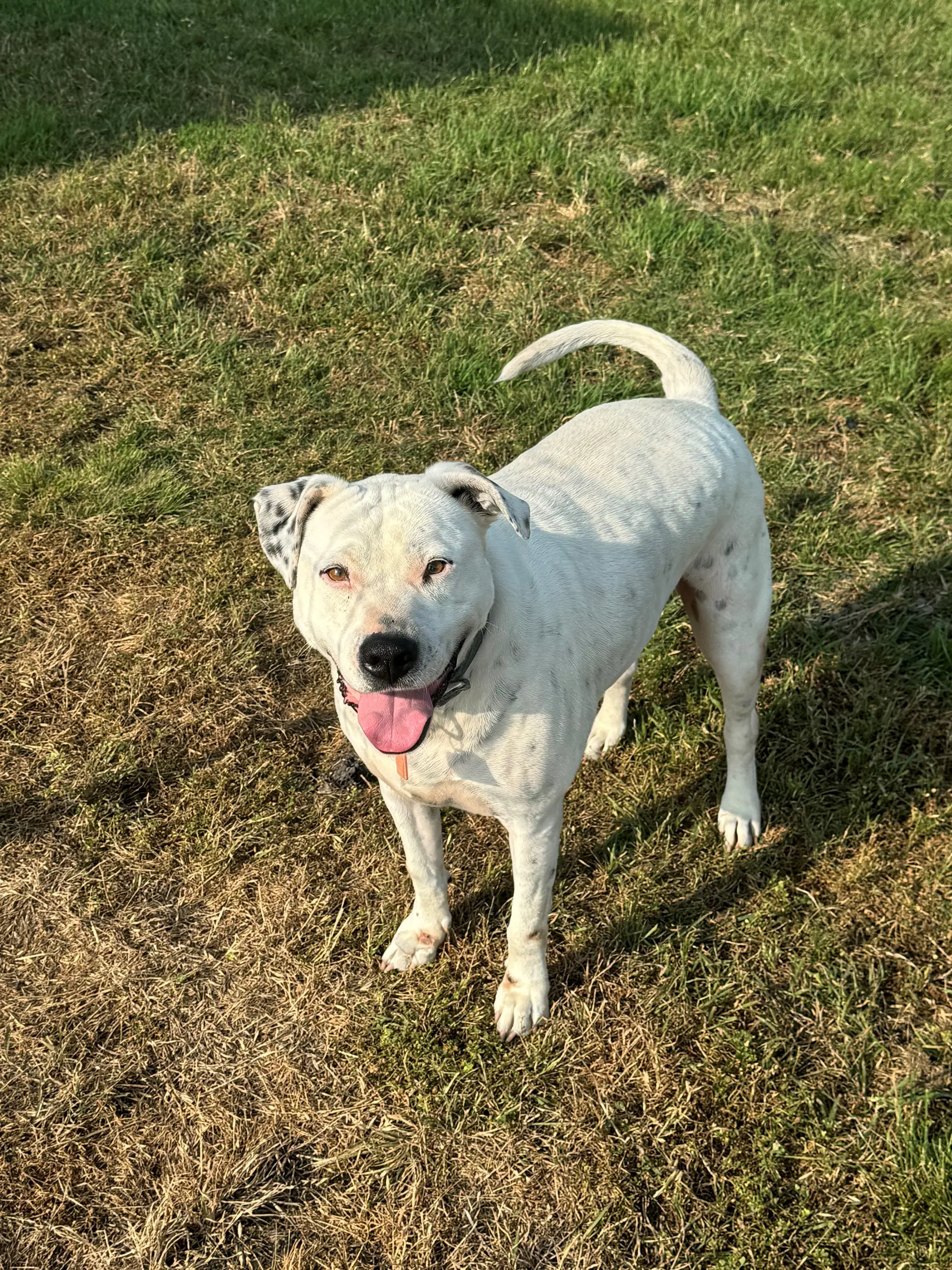Marble - Pit Bull Terrier