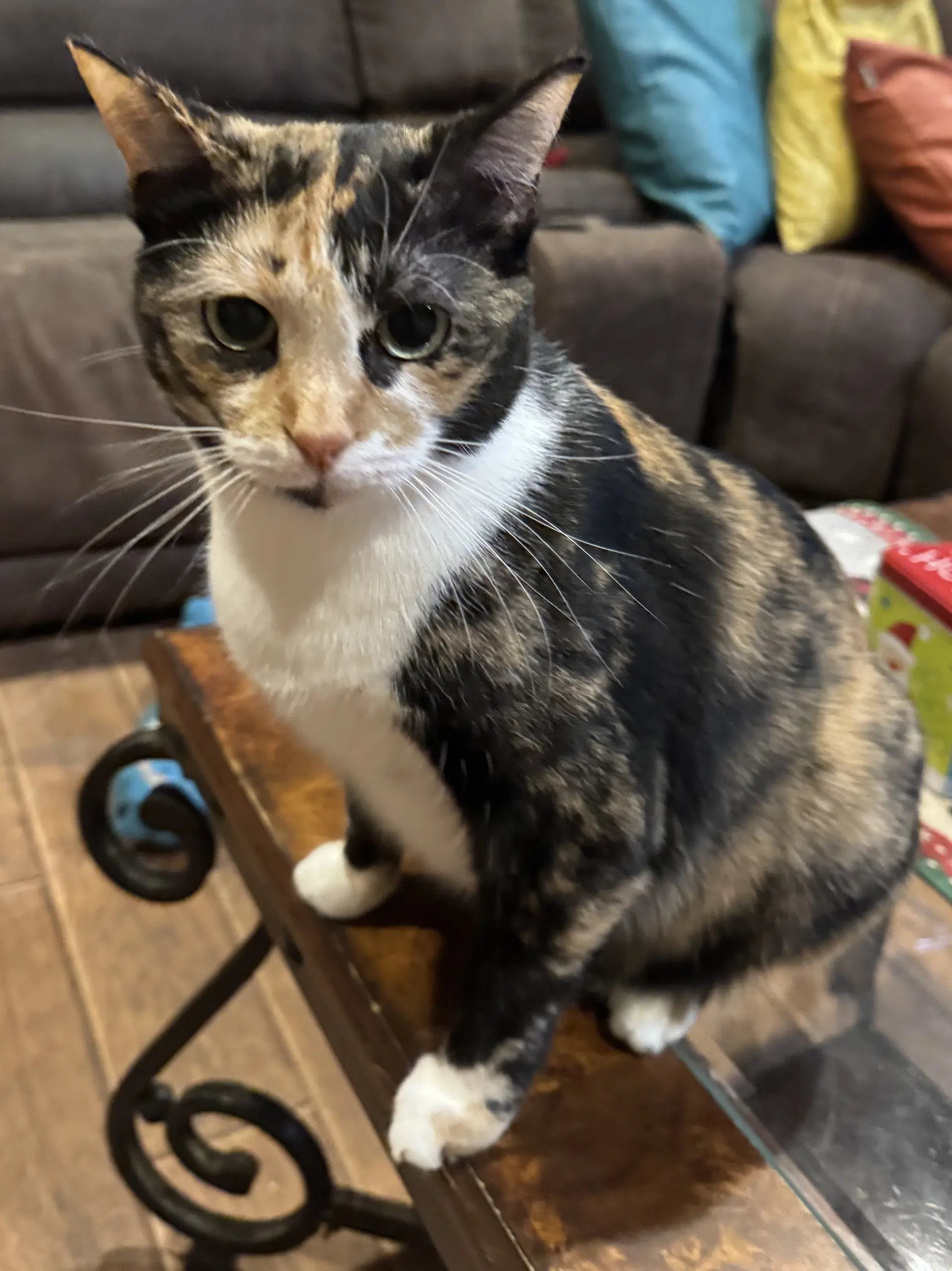 Patches image 2