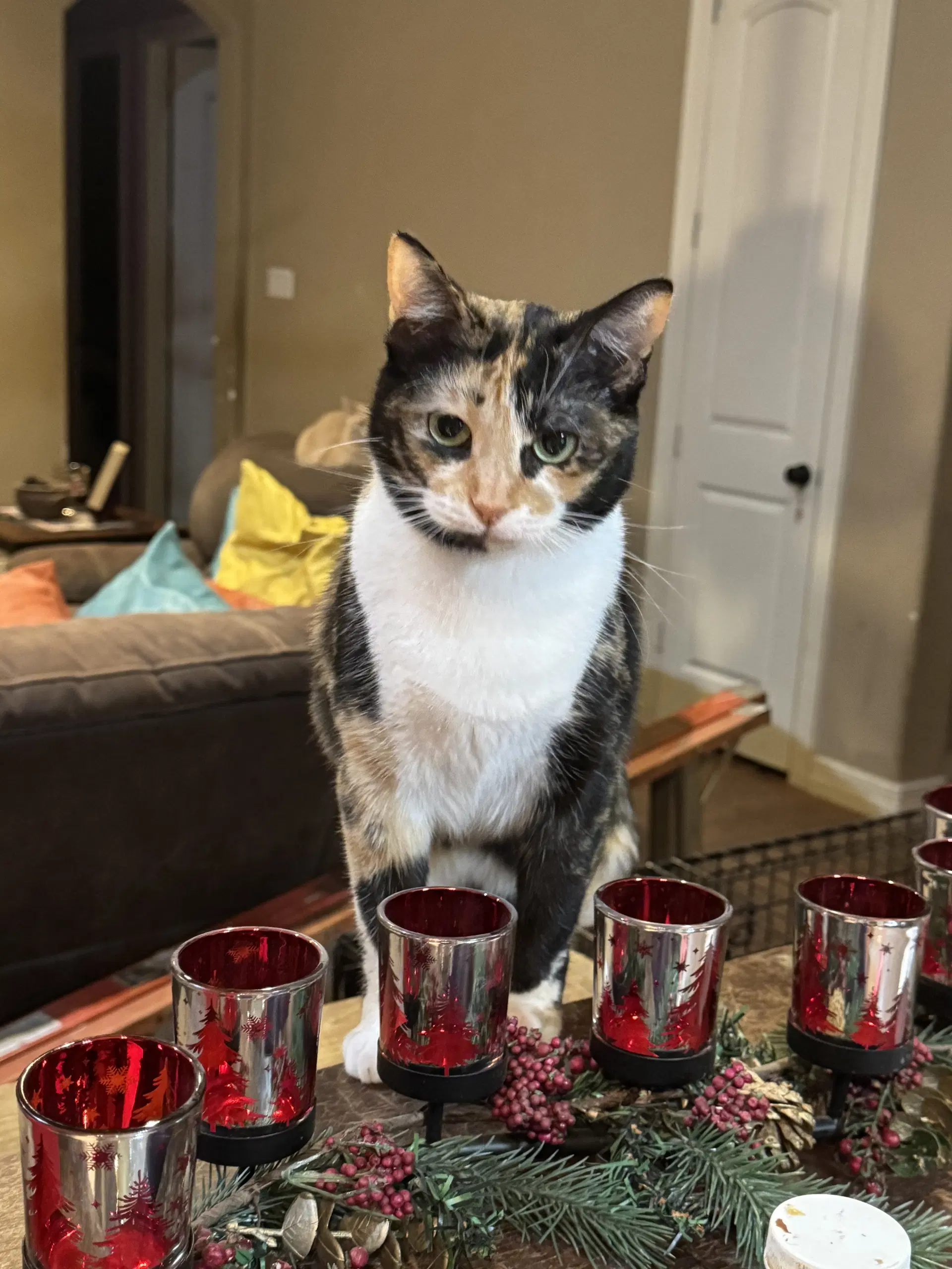 Patches - Domestic Short Hair