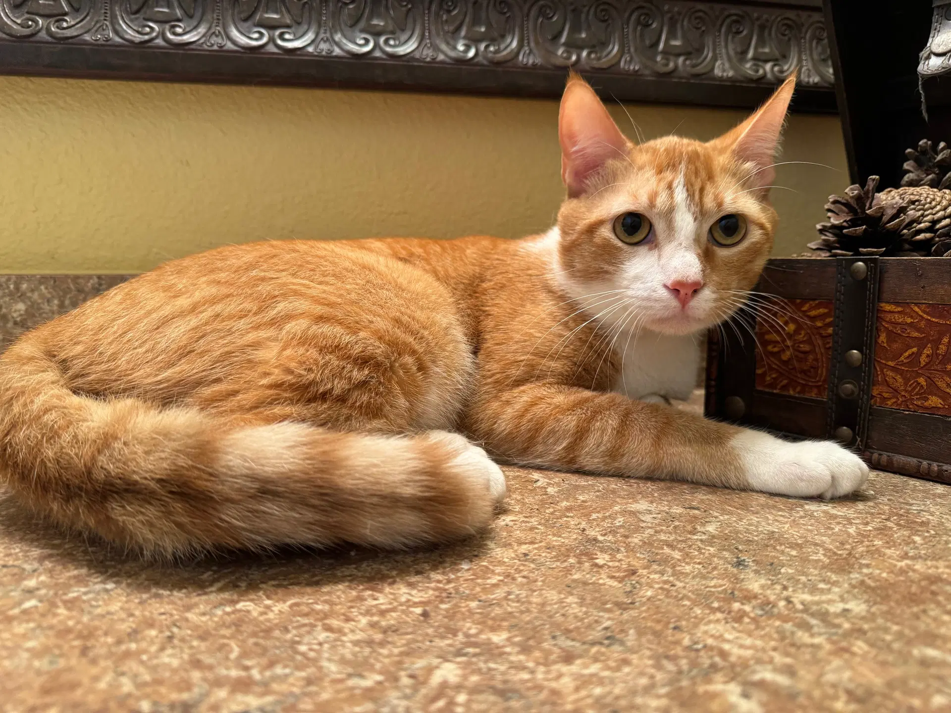 Phoenix - Domestic Short Hair
