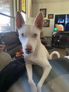 Lacey