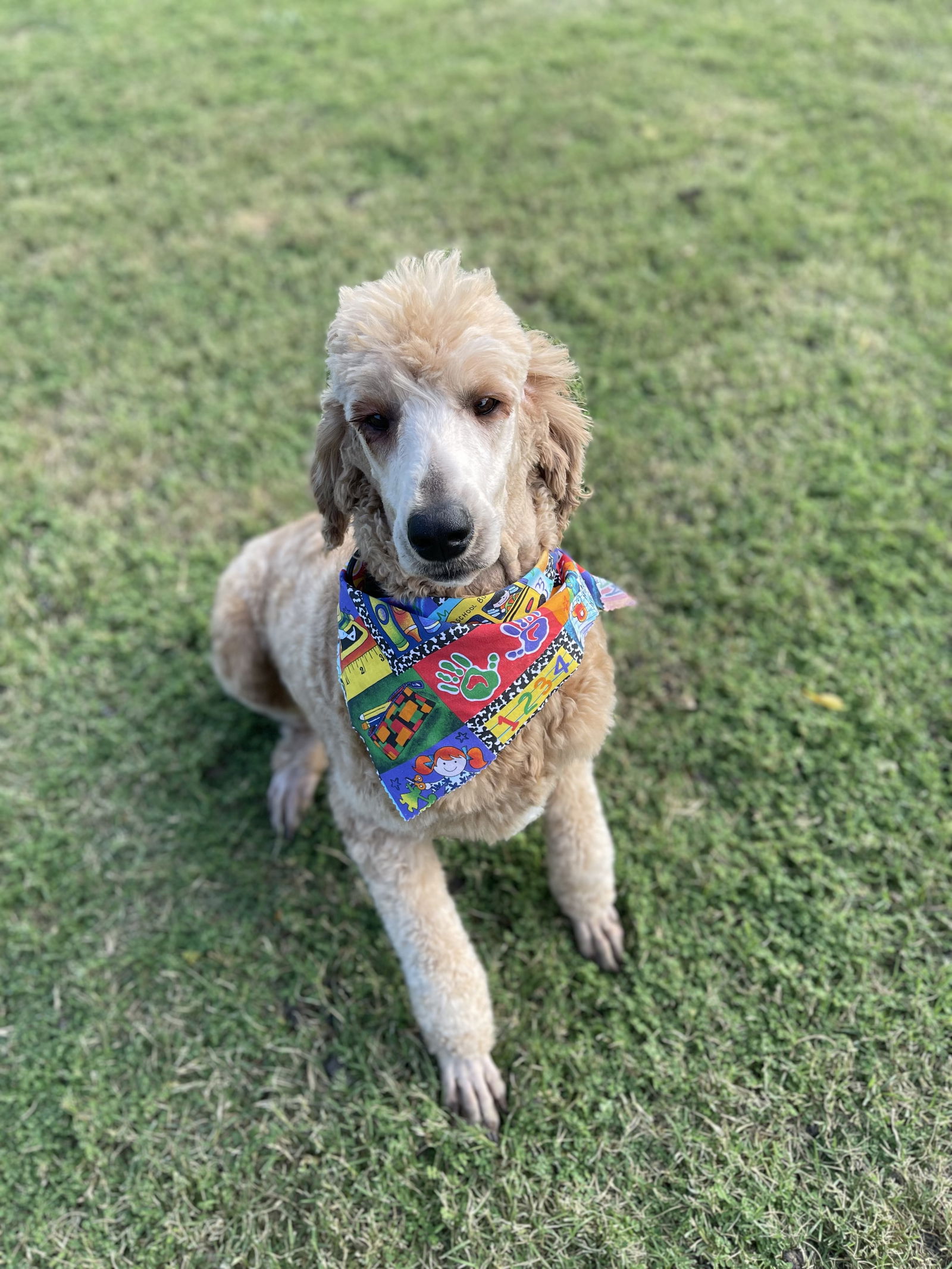 adoptable Dog in Crandall, TX named Ginger