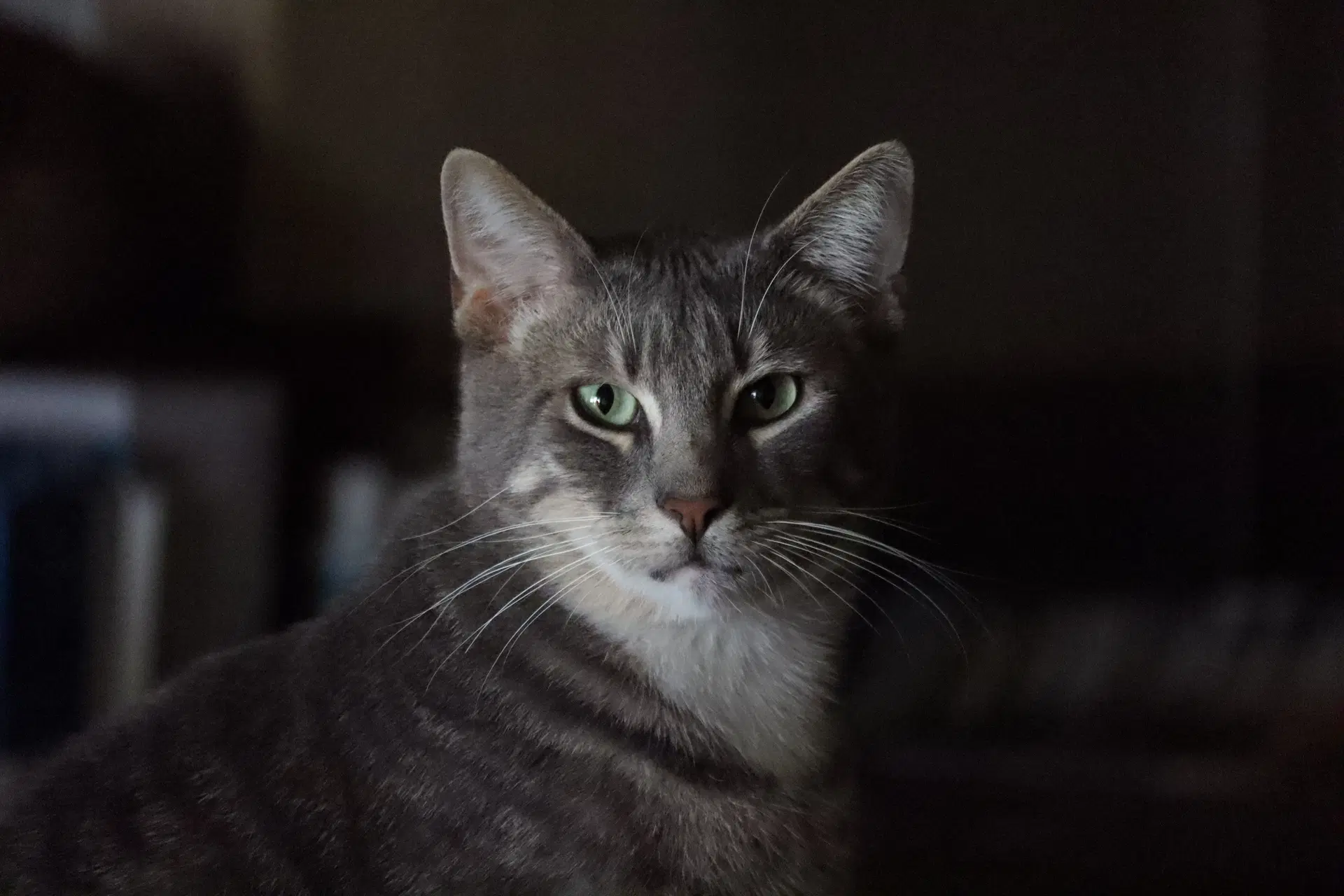 Toby - Domestic Short Hair
