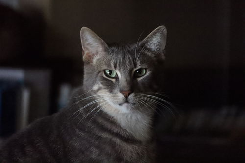 Toby