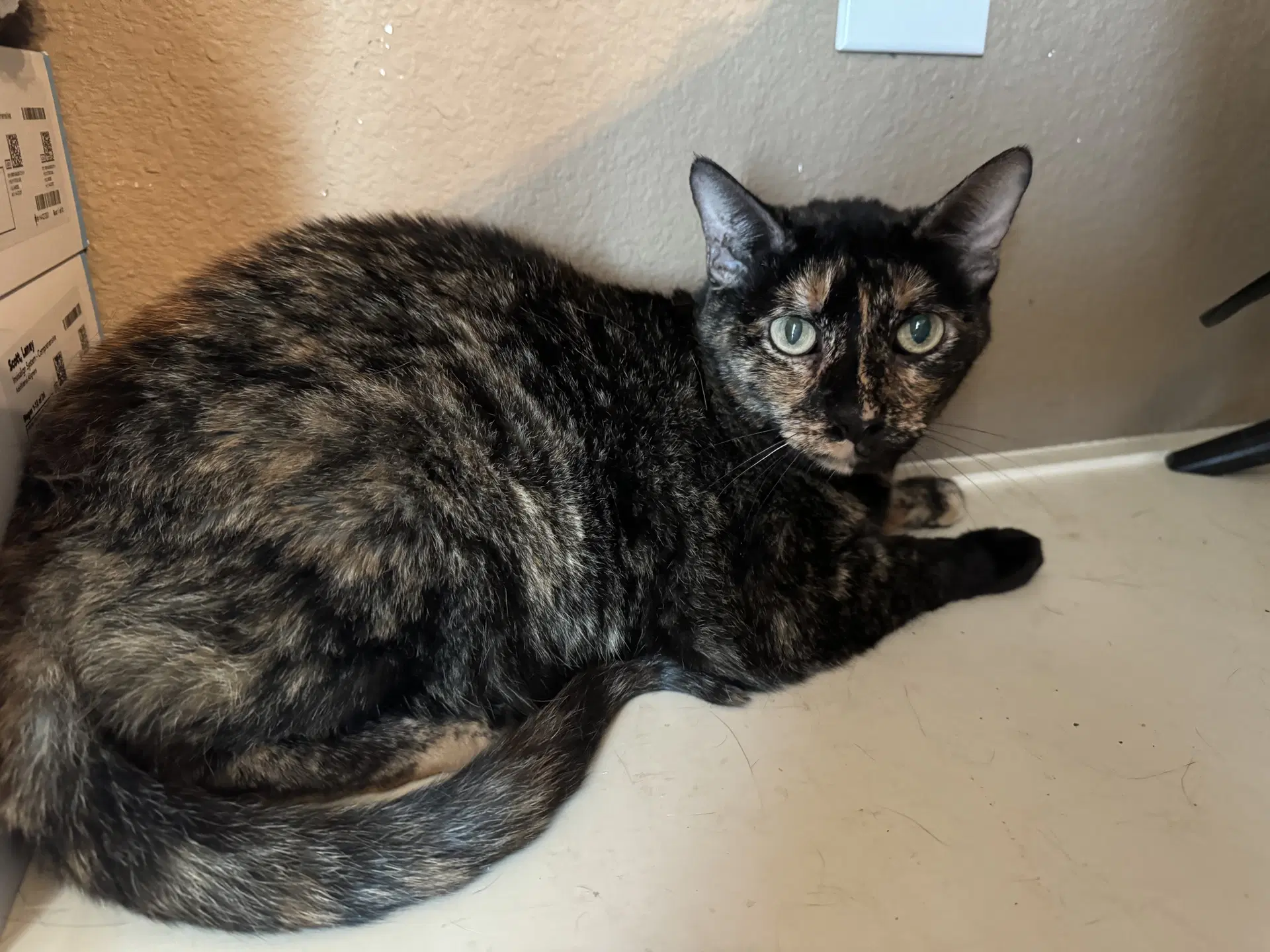 Tortellini - Domestic Short Hair