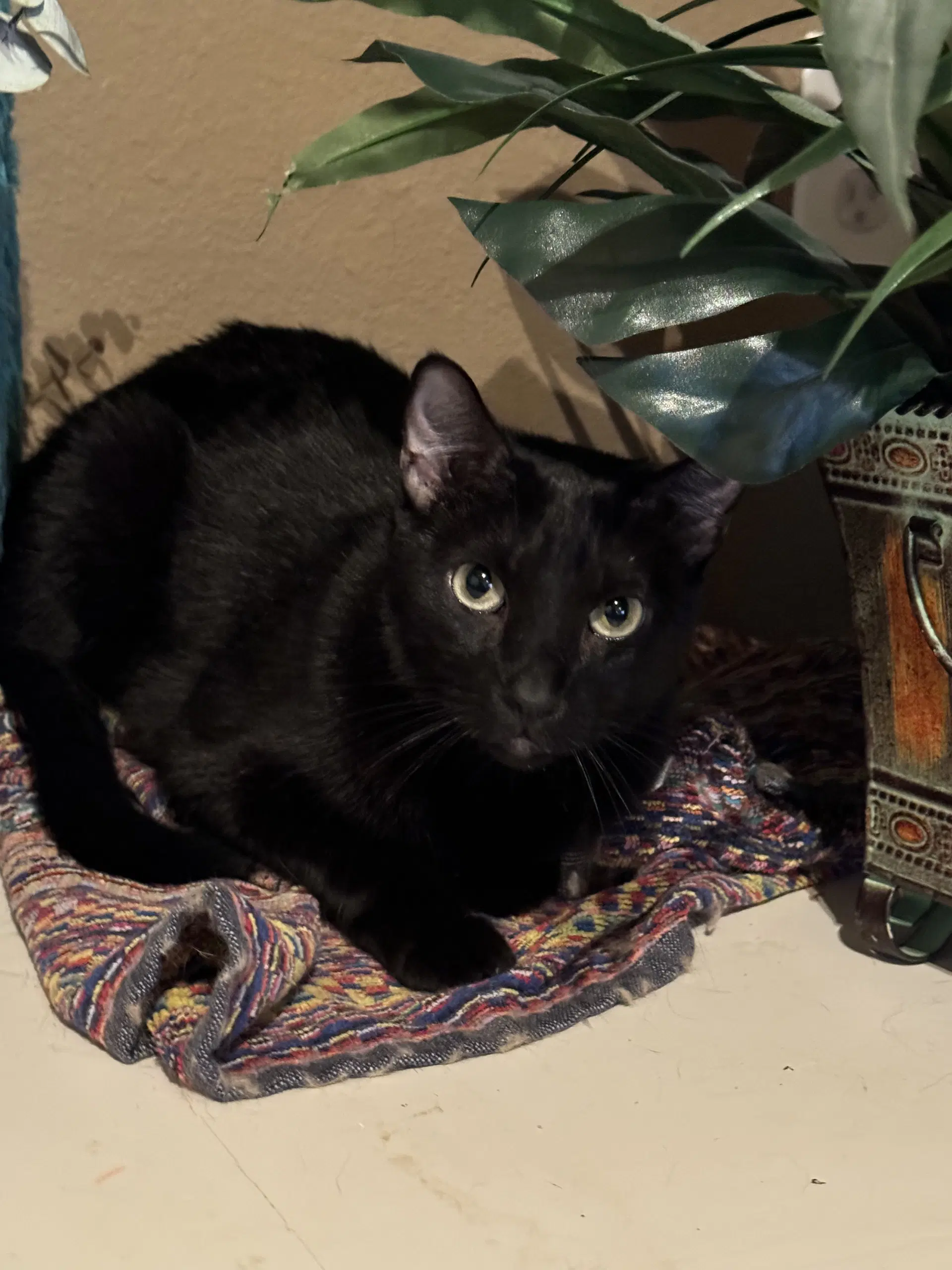 Moon - Domestic Short Hair