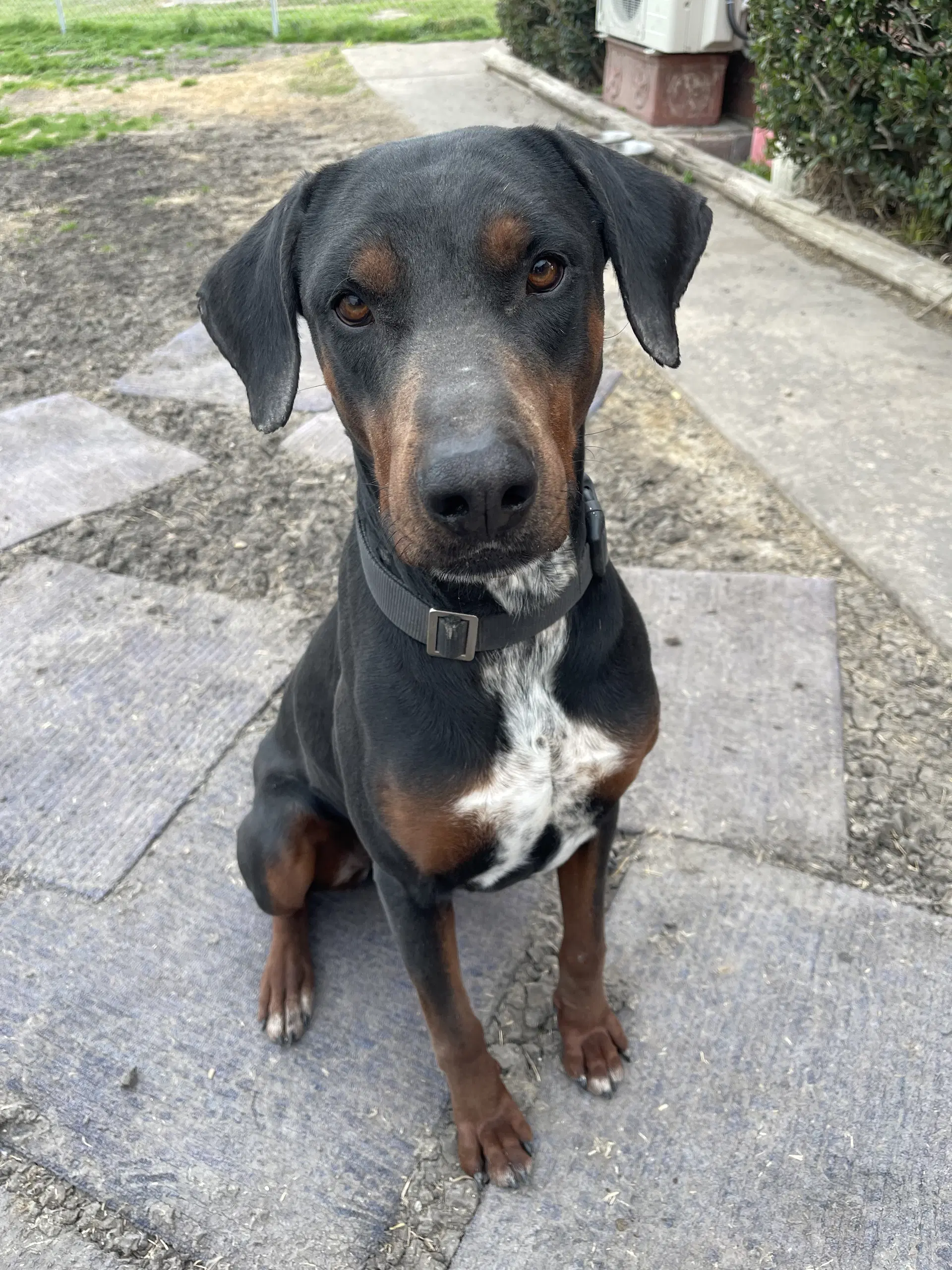 Hank - Doberman Pinscher