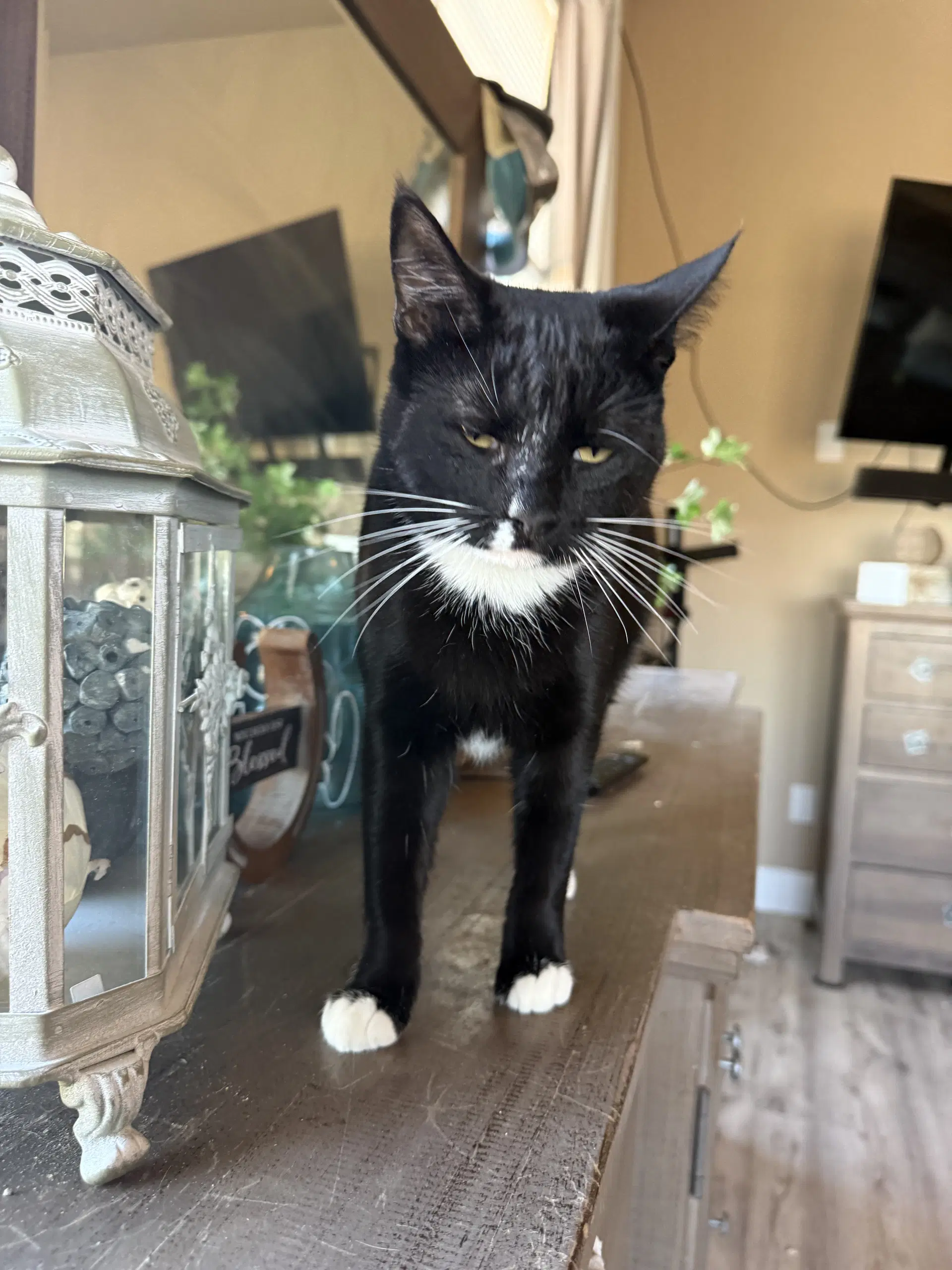 Daisy - Domestic Short Hair