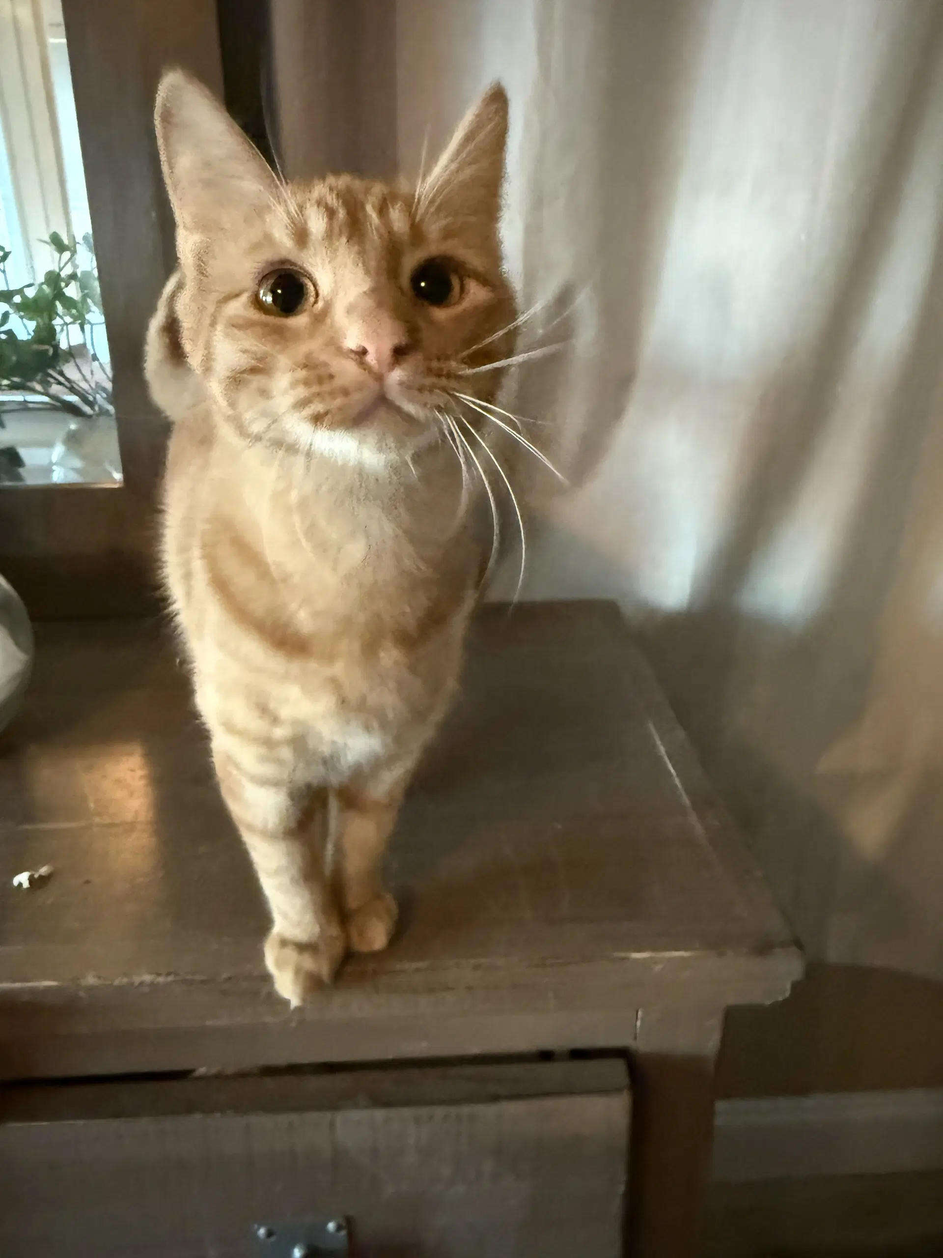 Nico image 4