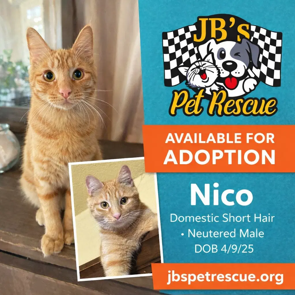 Nico - Domestic Short Hair