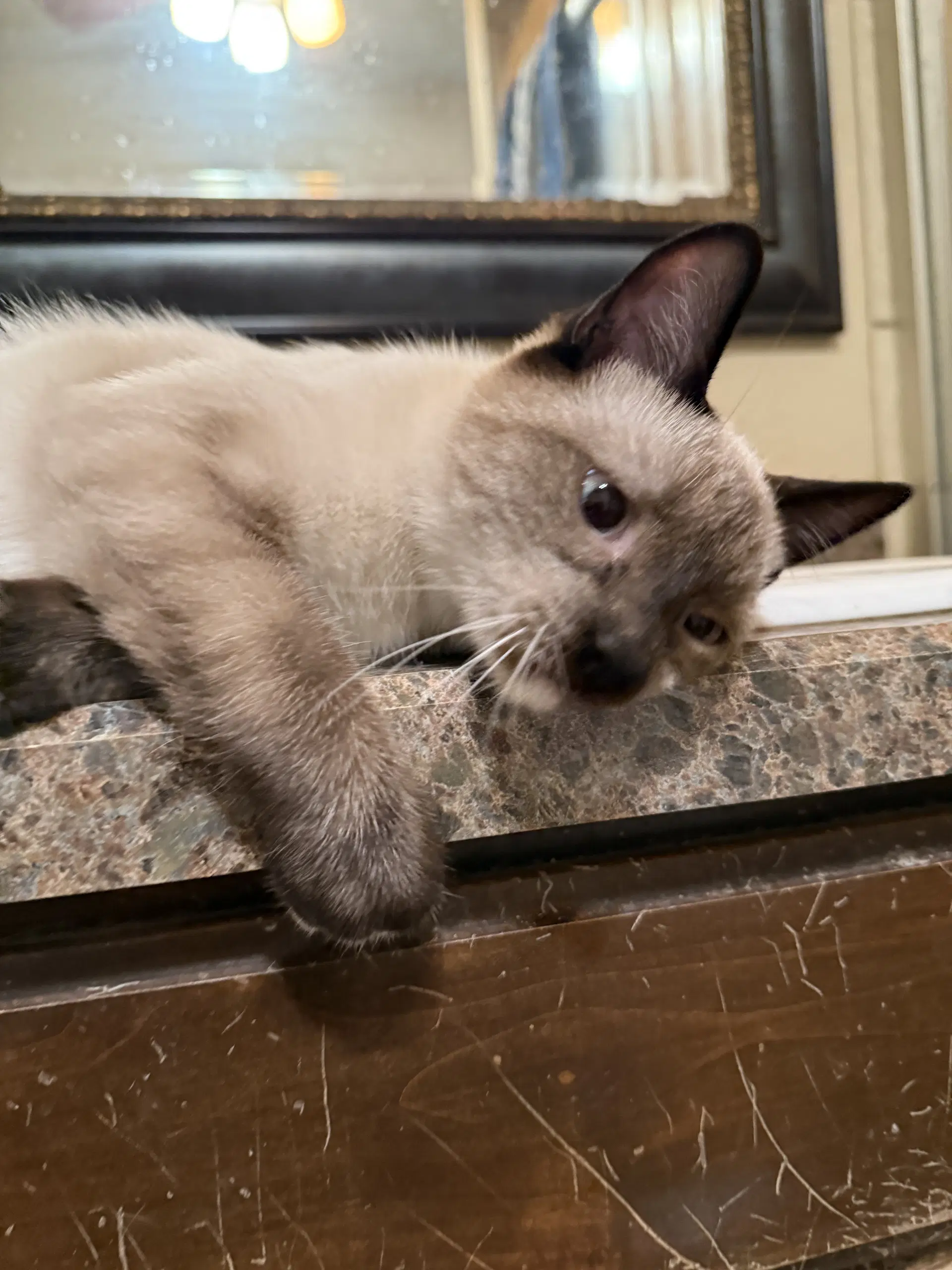 Oliver image 2