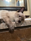 Oliver