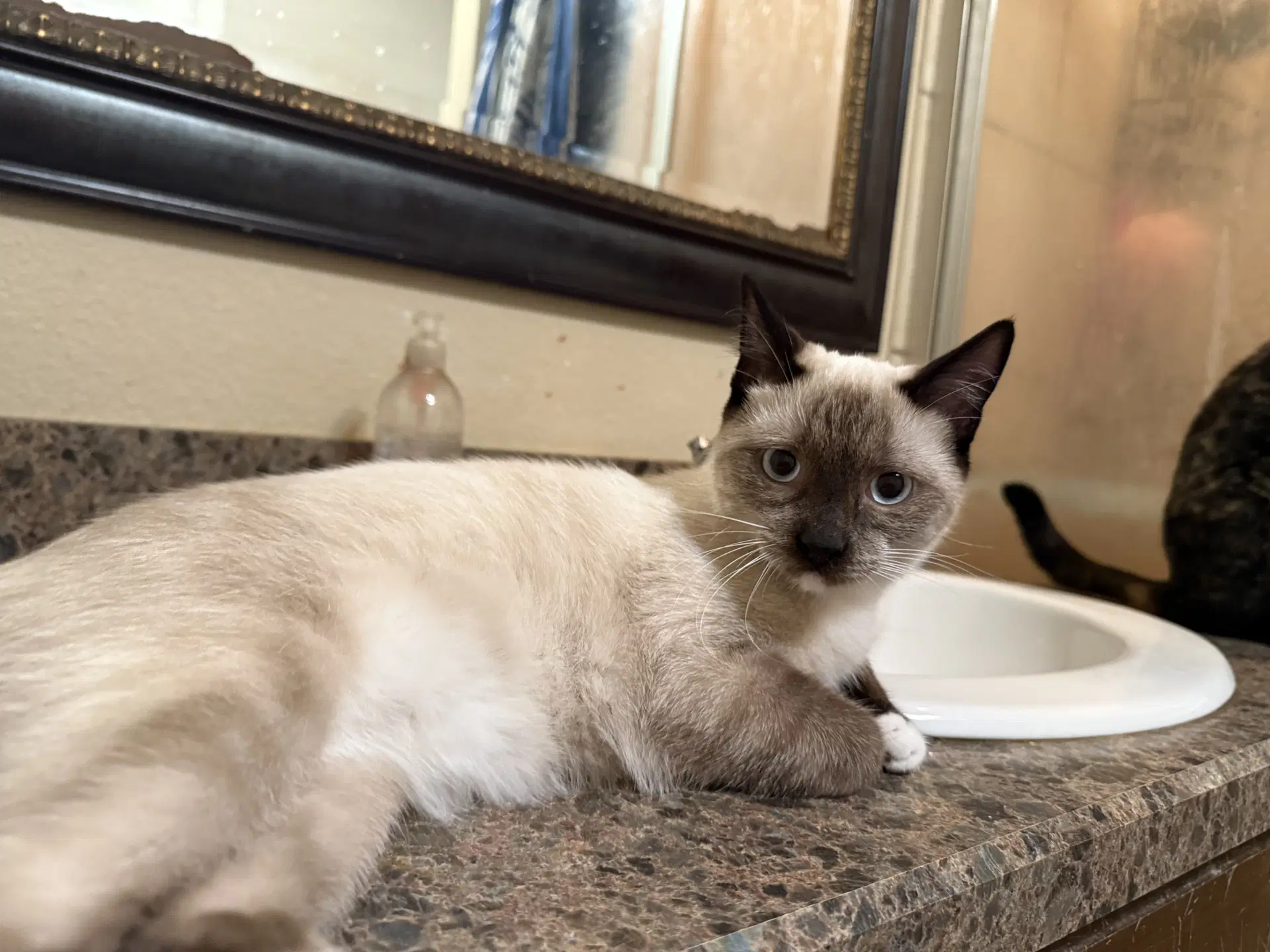 Oliver image 3