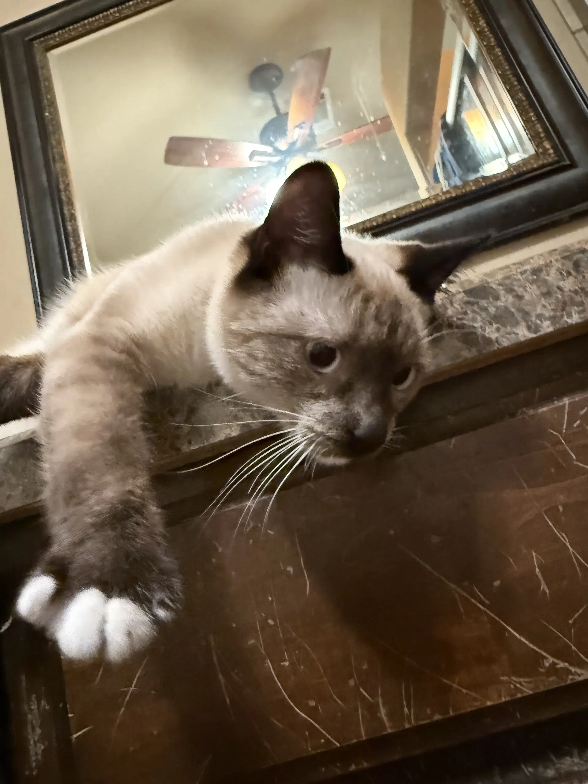 Oliver image 4