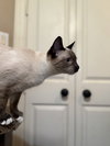 Oliver