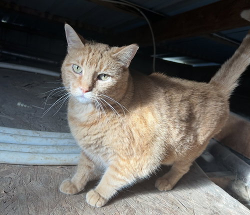 Gingie
