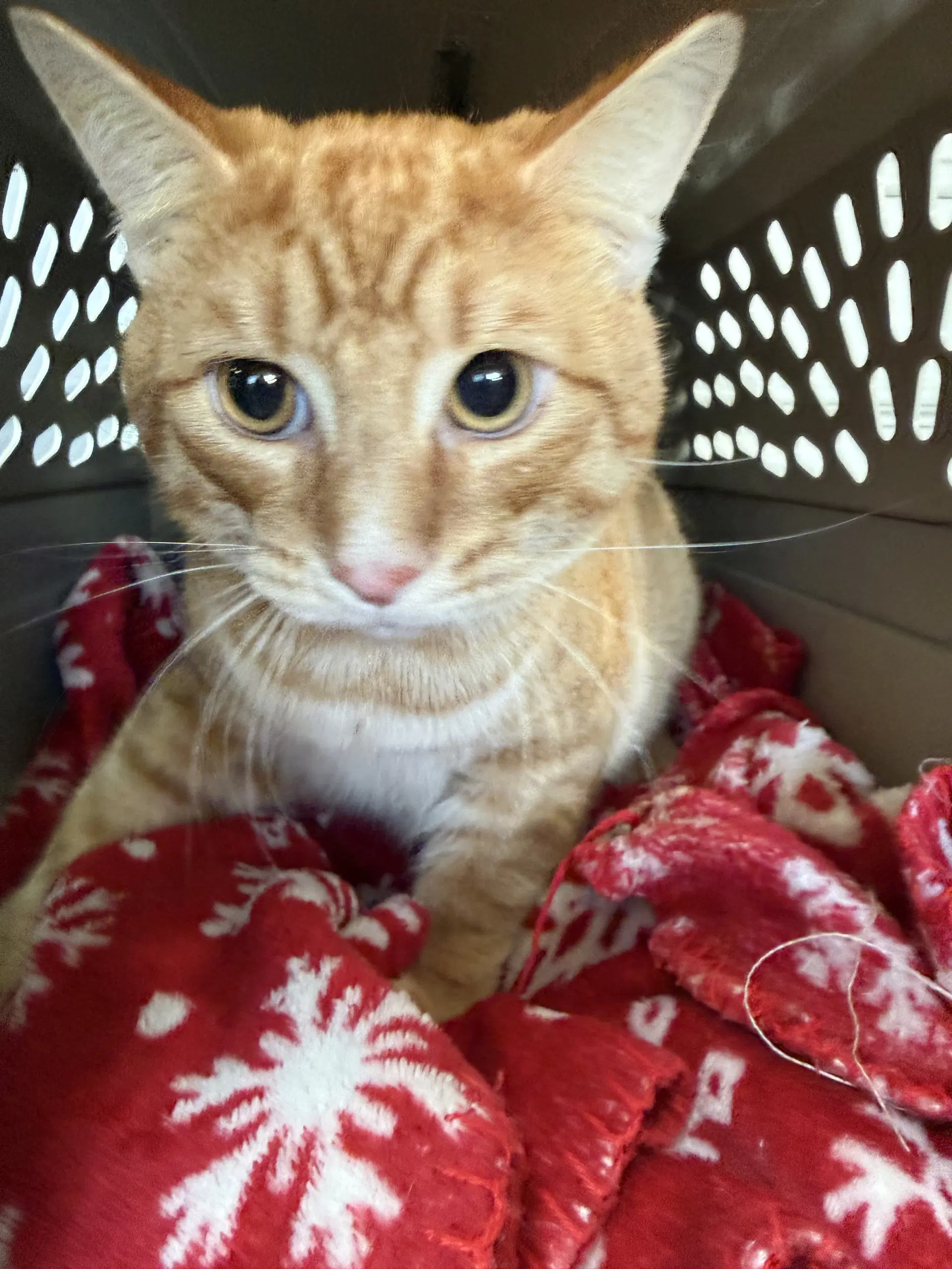Jack - Domestic Short Hair