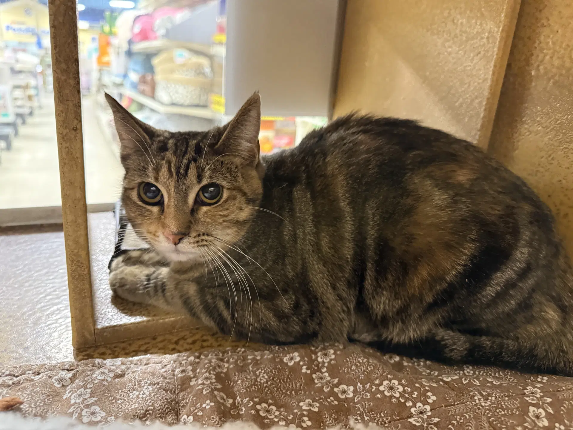 Peanut - Domestic Short Hair