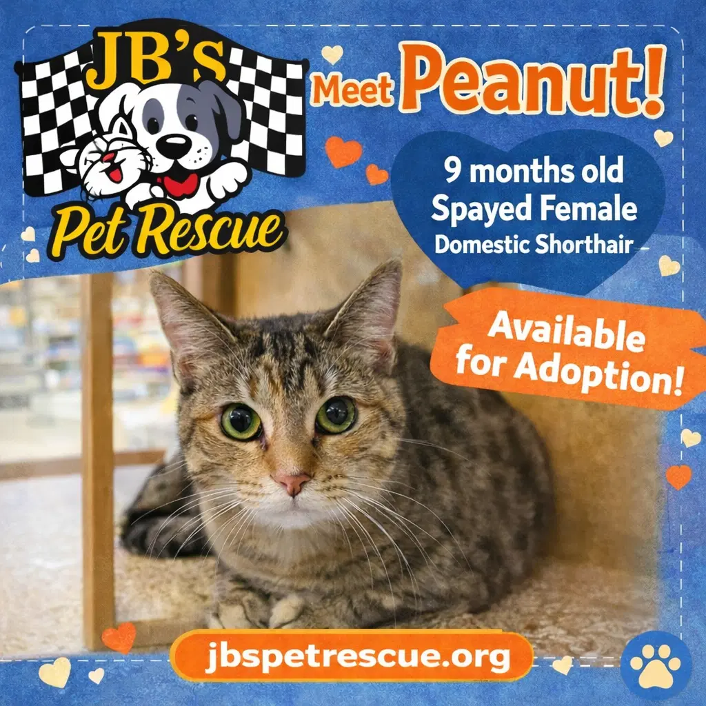 Peanut image 4