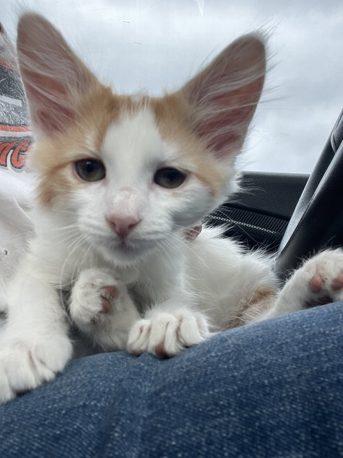 Jake, Baby Domestic Medium Hair / Mixed (medium coat), cat for adoption in Hurst, Texas