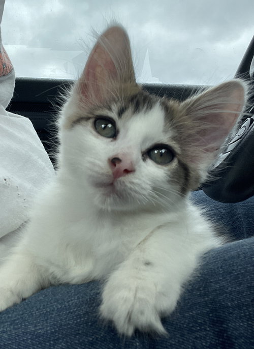 Elwood, Baby Domestic Medium Hair / Mixed (medium coat), cat for adoption in Hurst, Texas
