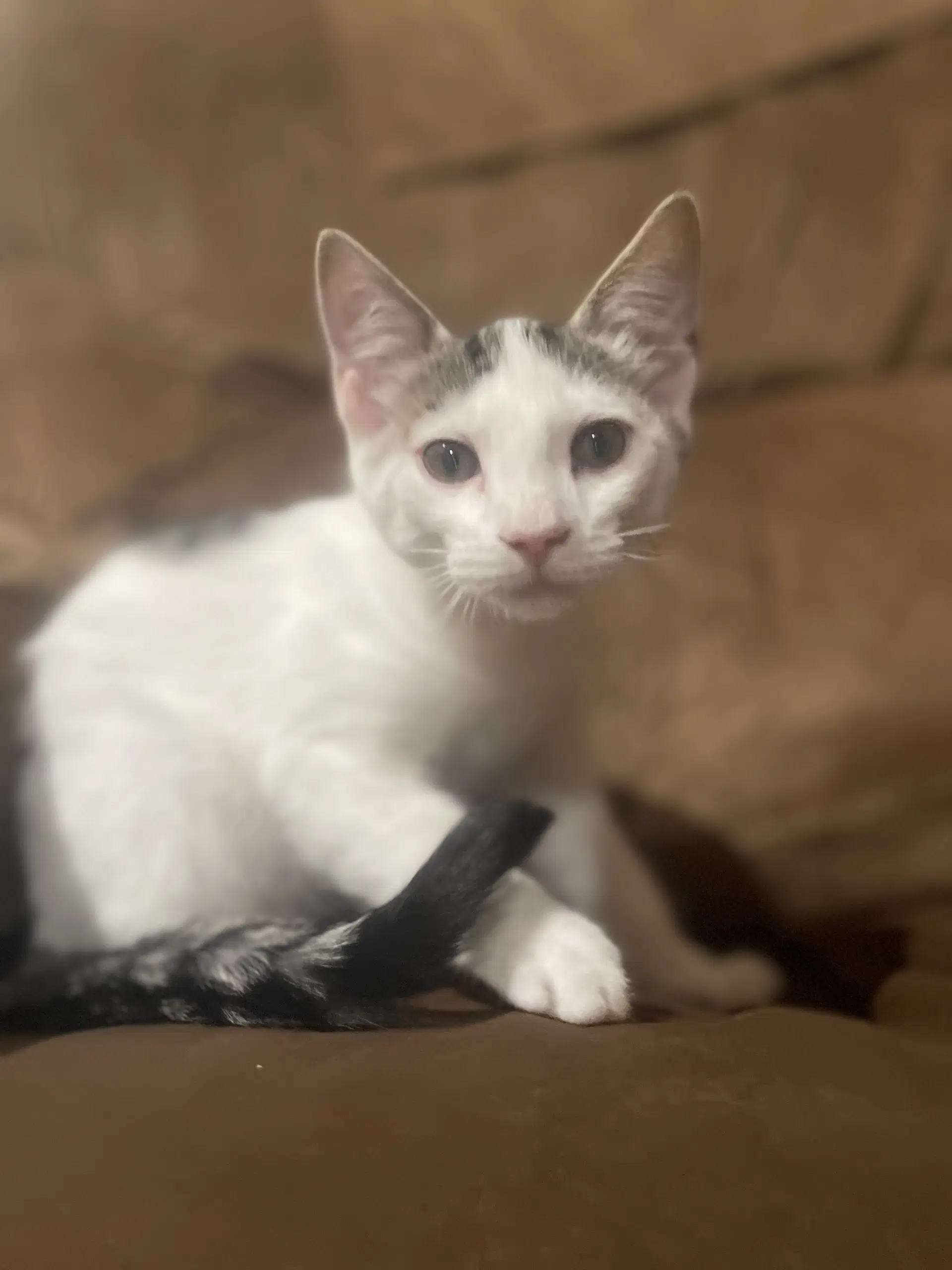 Artie - Domestic Short Hair