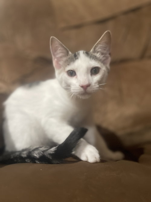 Artie, Baby Domestic Short Hair / Mixed (short coat), cat for adoption in Crandall, Texas