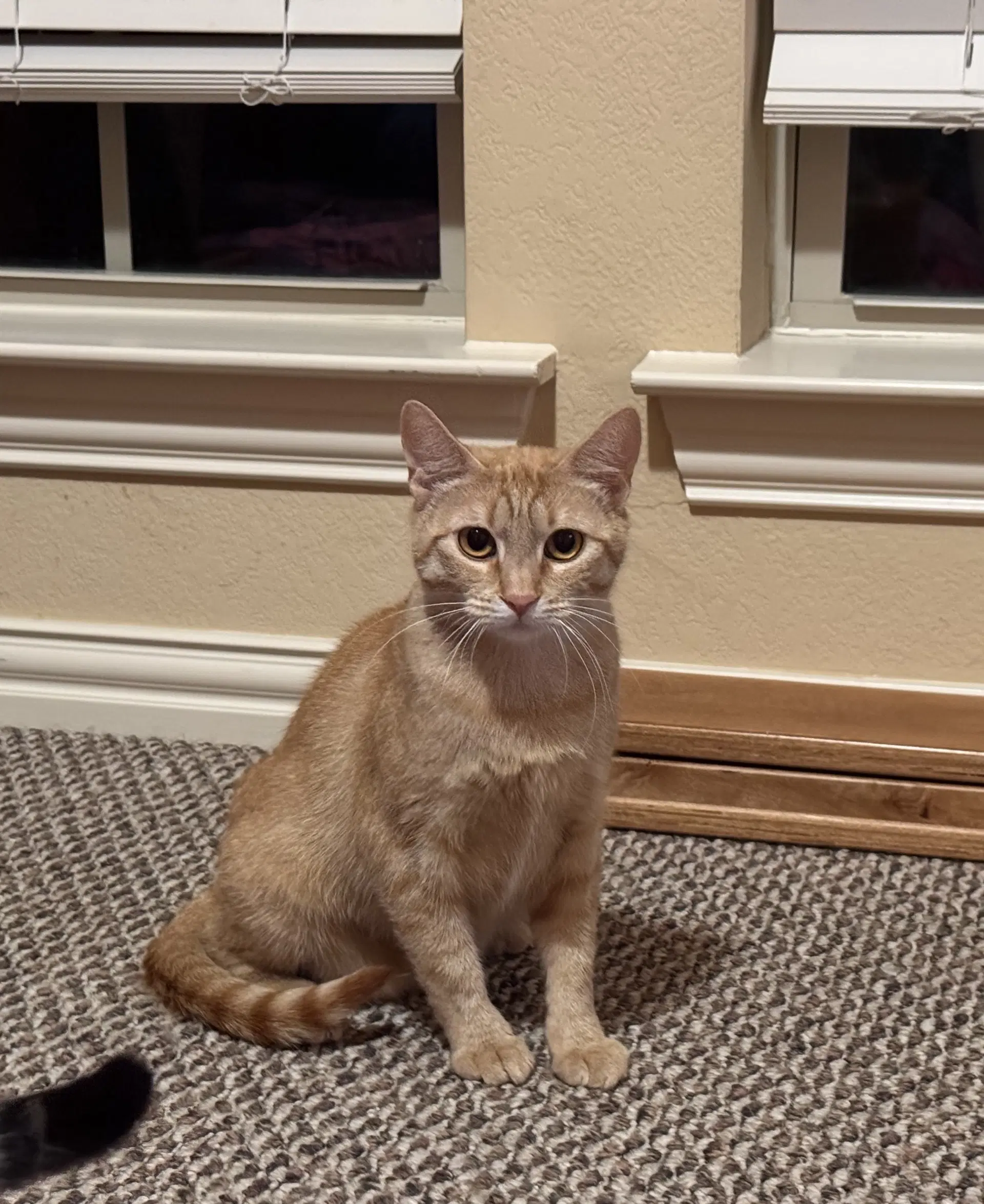 Ruby - Domestic Short Hair