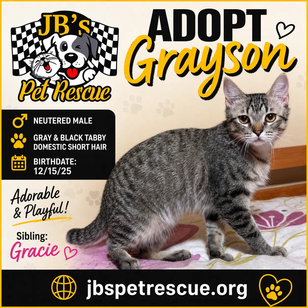 Grayson - Domestic Short Hair