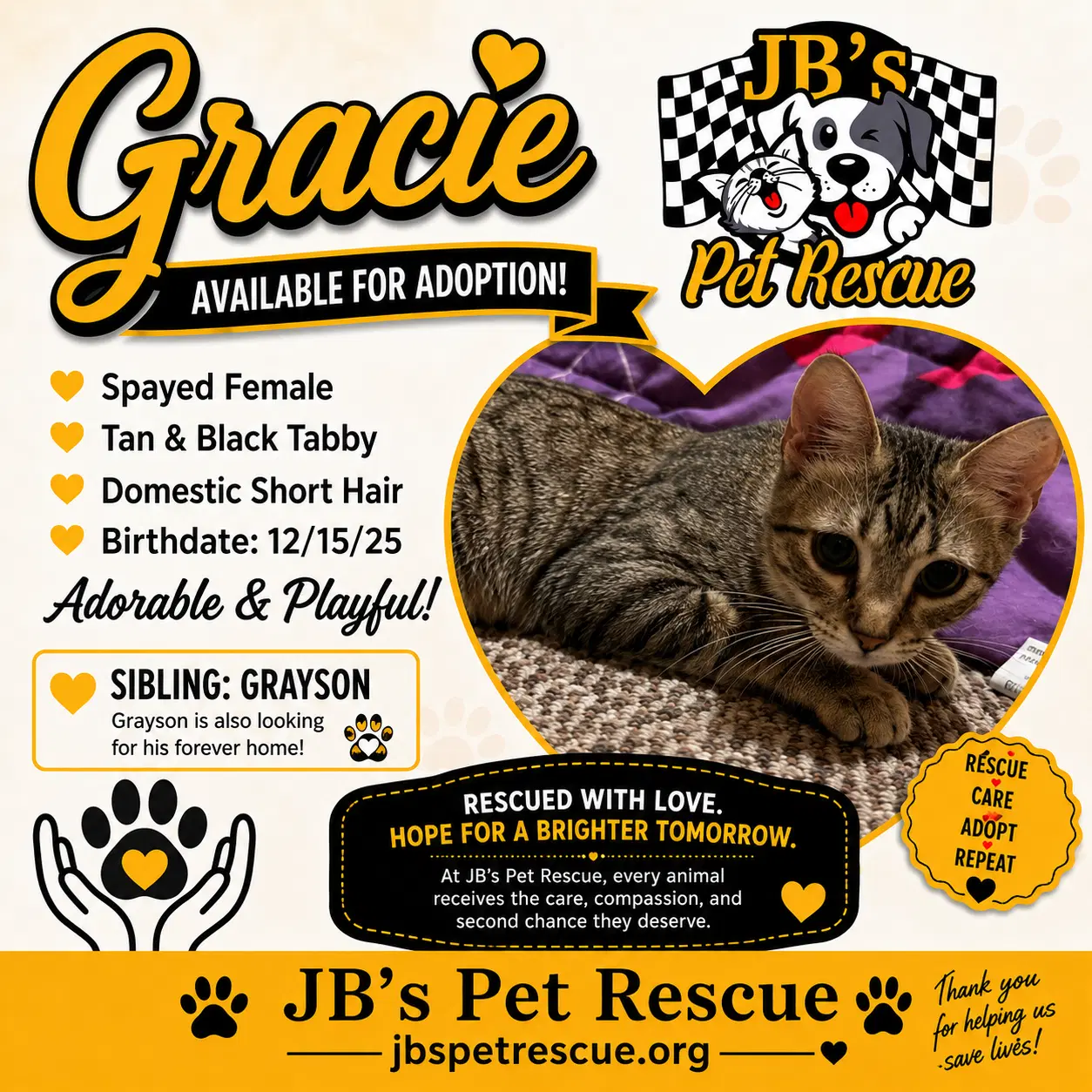 Gracie - Domestic Short Hair