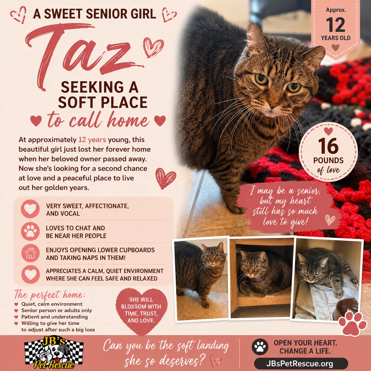 Taz - Domestic Short Hair