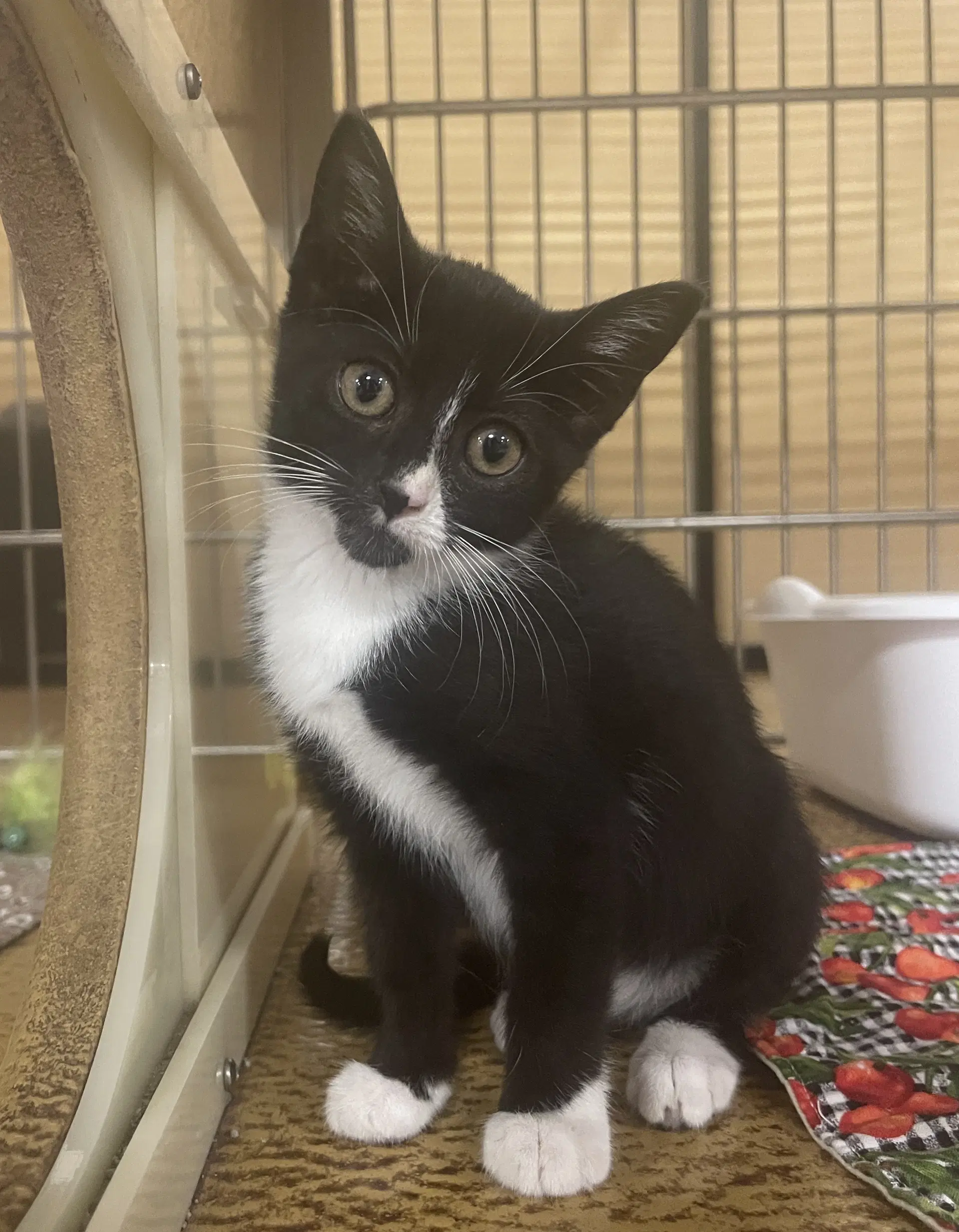 Mittens - Domestic Short Hair
