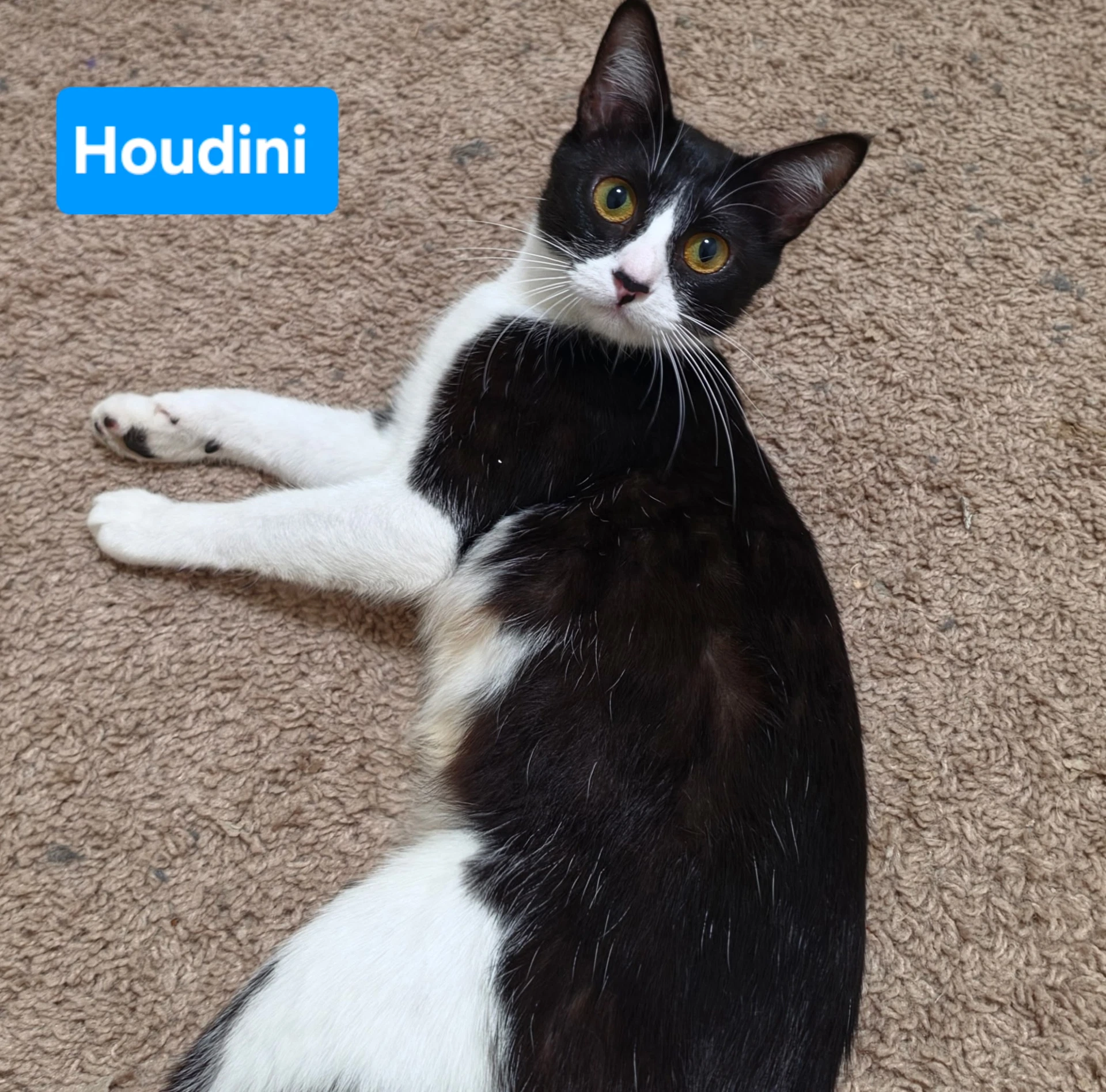 Houdini