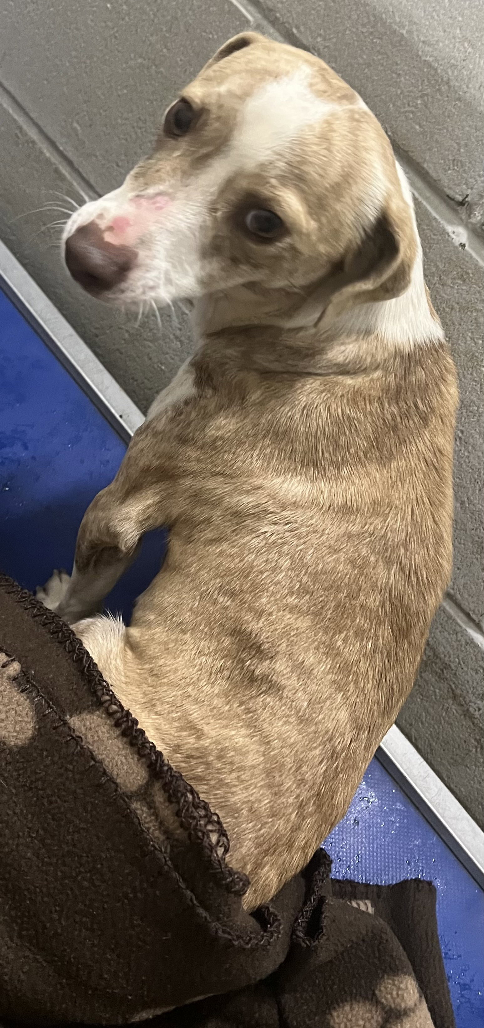Dog for Adoption gravy, a Chihuahua in Dublin, GA Alpha Paw