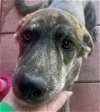 adoptable Dog in weatherford, TX named Carmelina