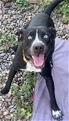 adoptable Dog in weatherford, TX named Prosper