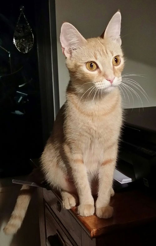 Marigold