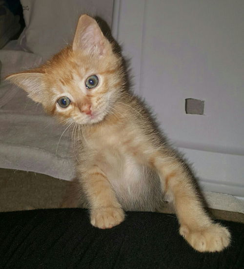 Timmy