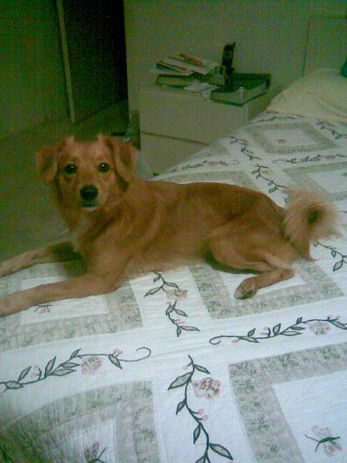 Brody