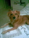 Brody
