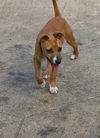 Tippet