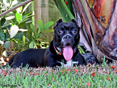 Jazzy the dog (courtesy listing)