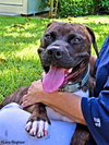 Cocoa Bean (courtesy listing)