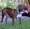 Cocoa Bean (courtesy listing)