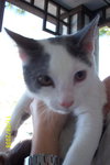 Benji
