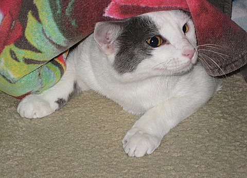Benji